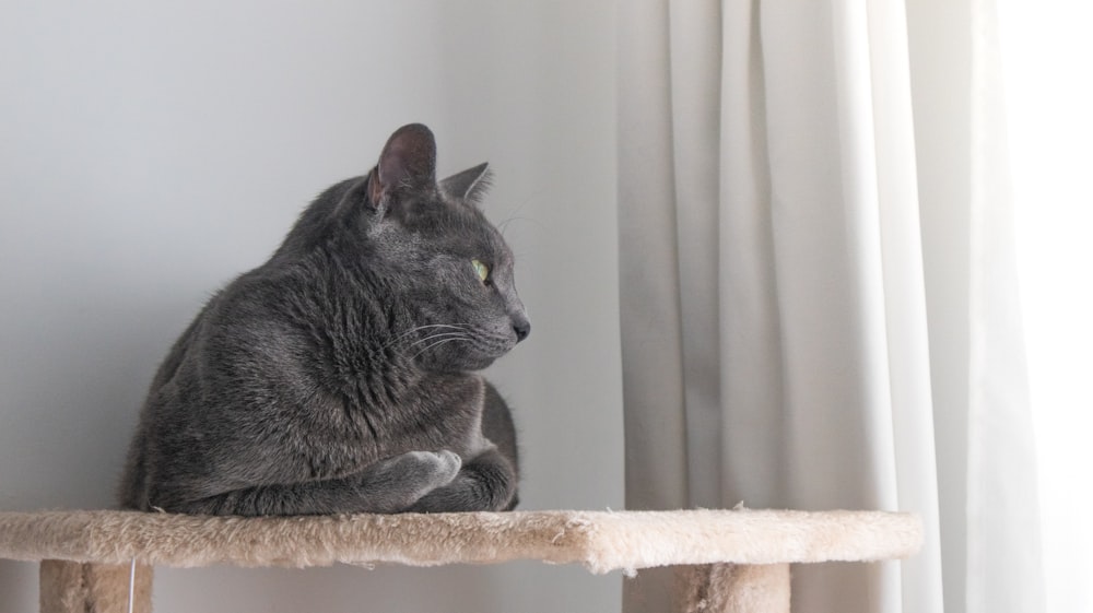 a gray cat sitting on top of a cat tree