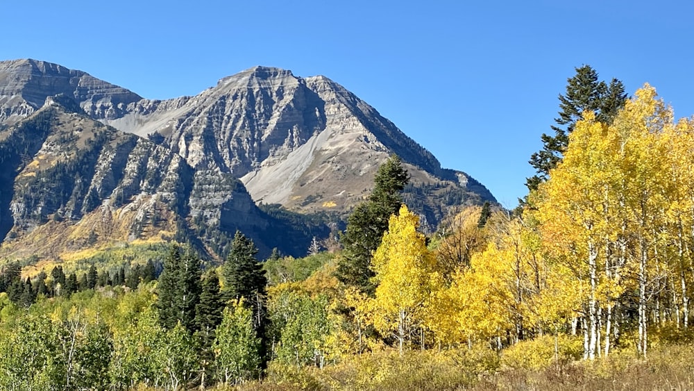 una cadena montañosa con árboles en primer plano y un cielo azul al fondo