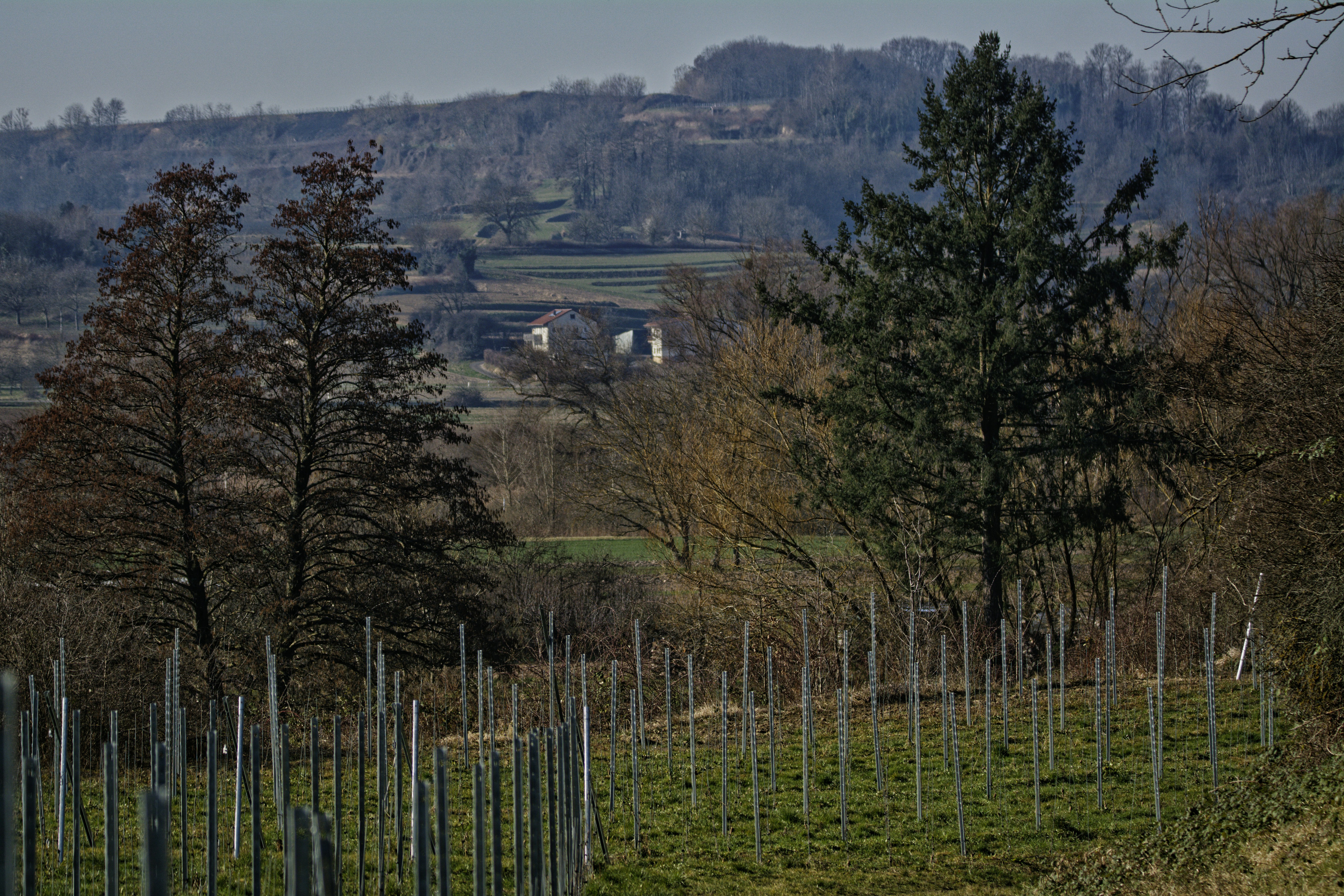 a field with trees and a house in the distance, 