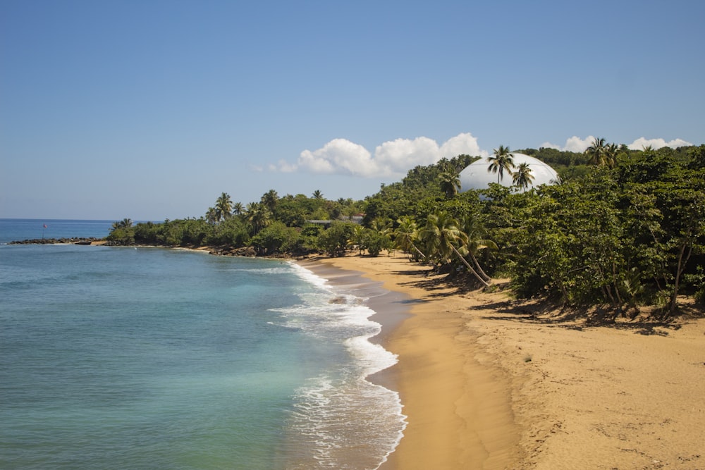 a sandy beach next to the ocean with palm trees