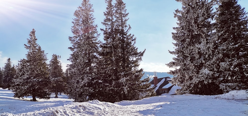 a person riding skis on a snowy surface