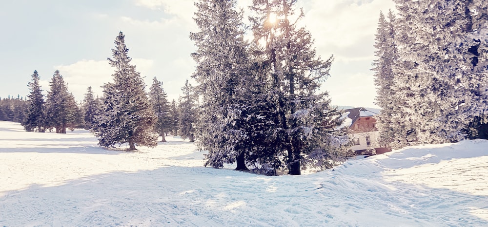 a person riding skis on a snowy surface