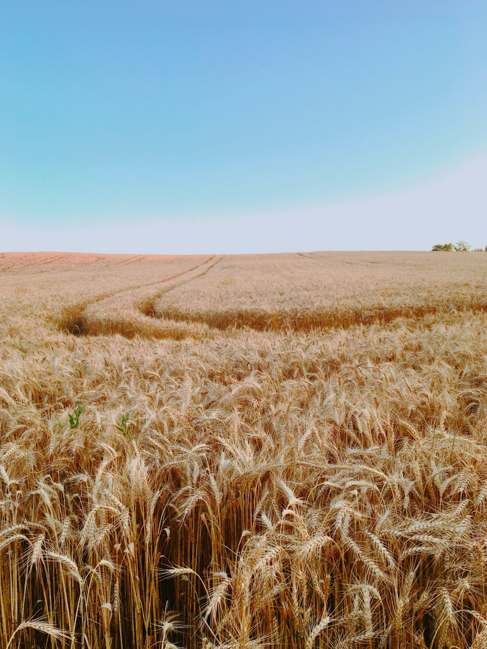 Un campo di grano con un cielo blu sullo sfondo