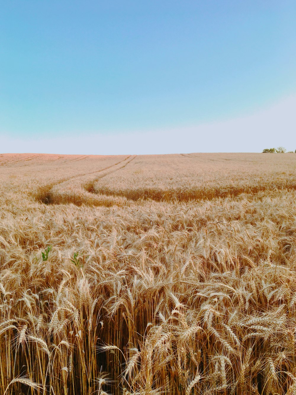 Ein Weizenfeld mit blauem Himmel im Hintergrund