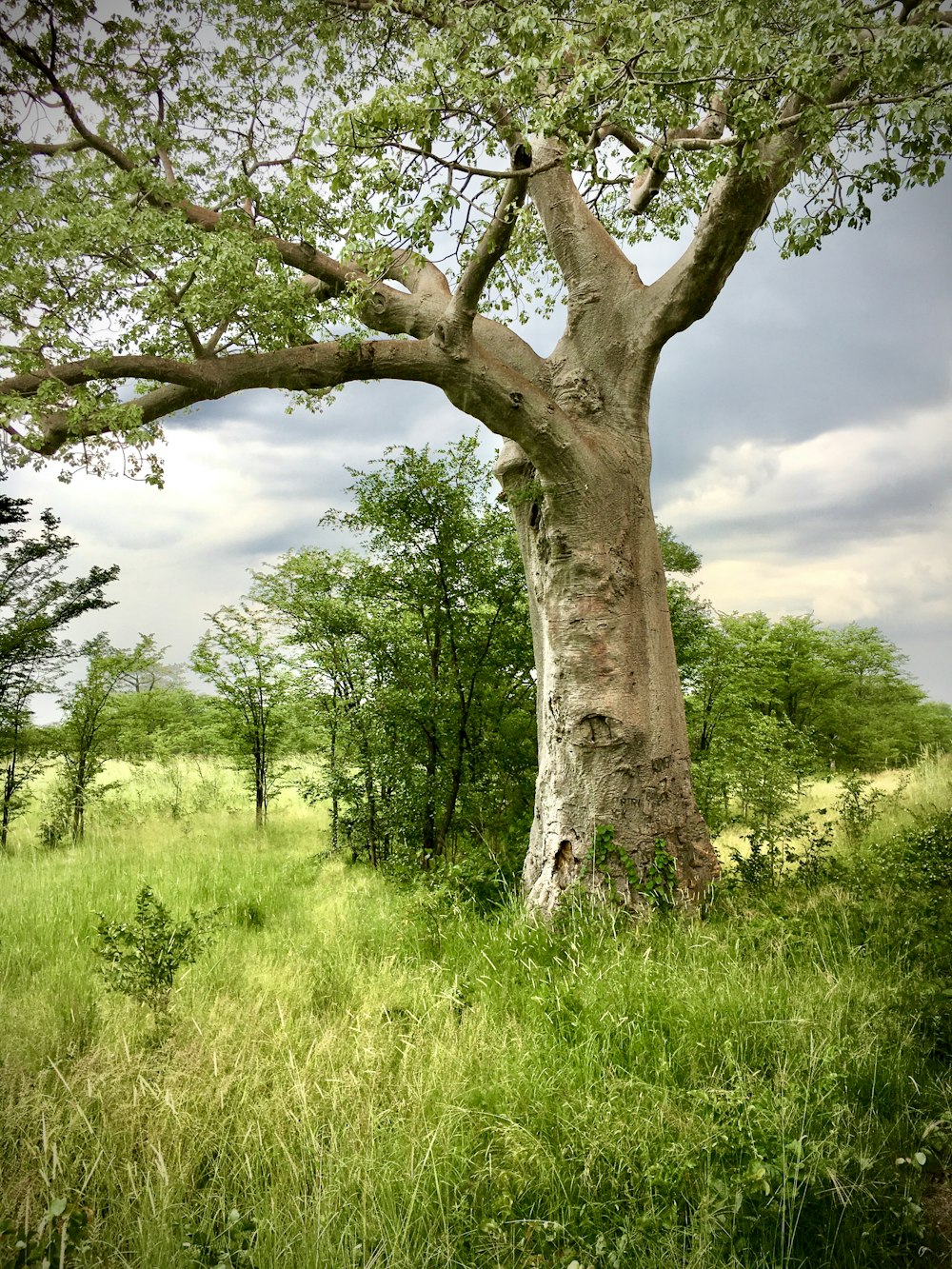a tree in the middle of a grassy field