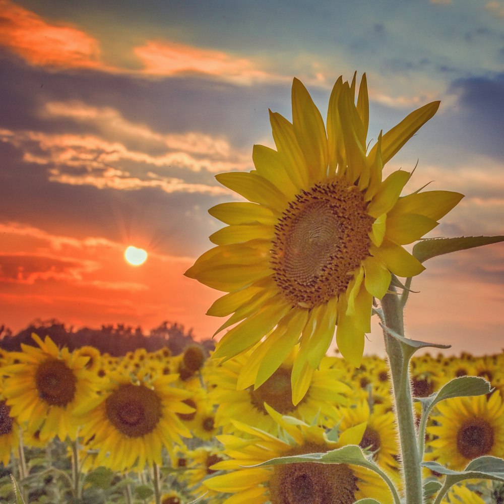 a field of sunflowers with a sunset in the background