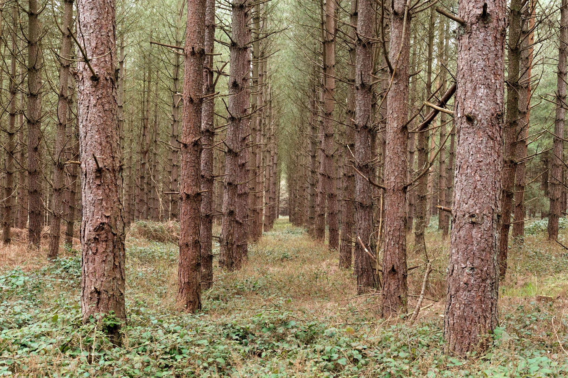 a forest filled with lots of tall trees