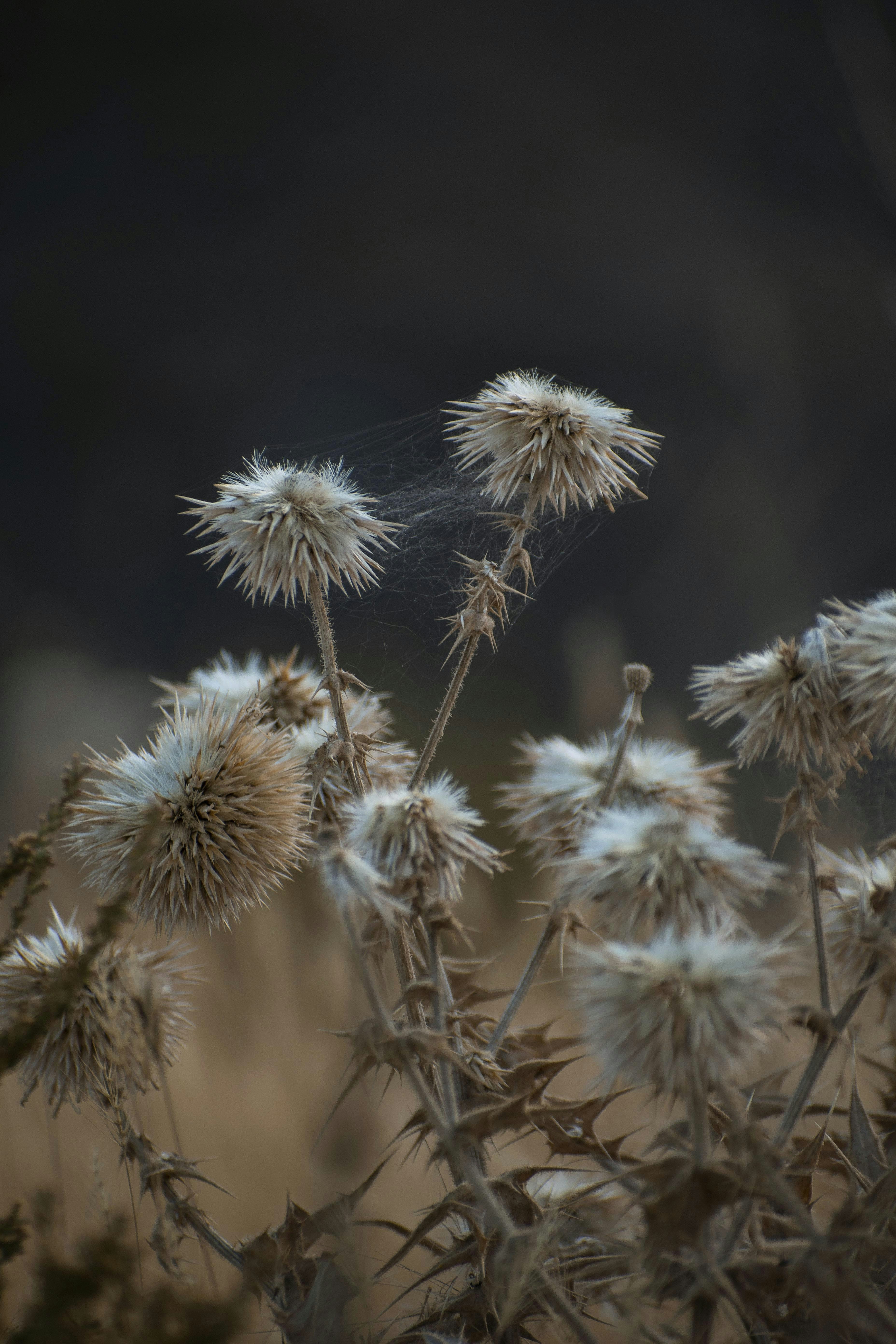 Photo by s_ahmadreza_p