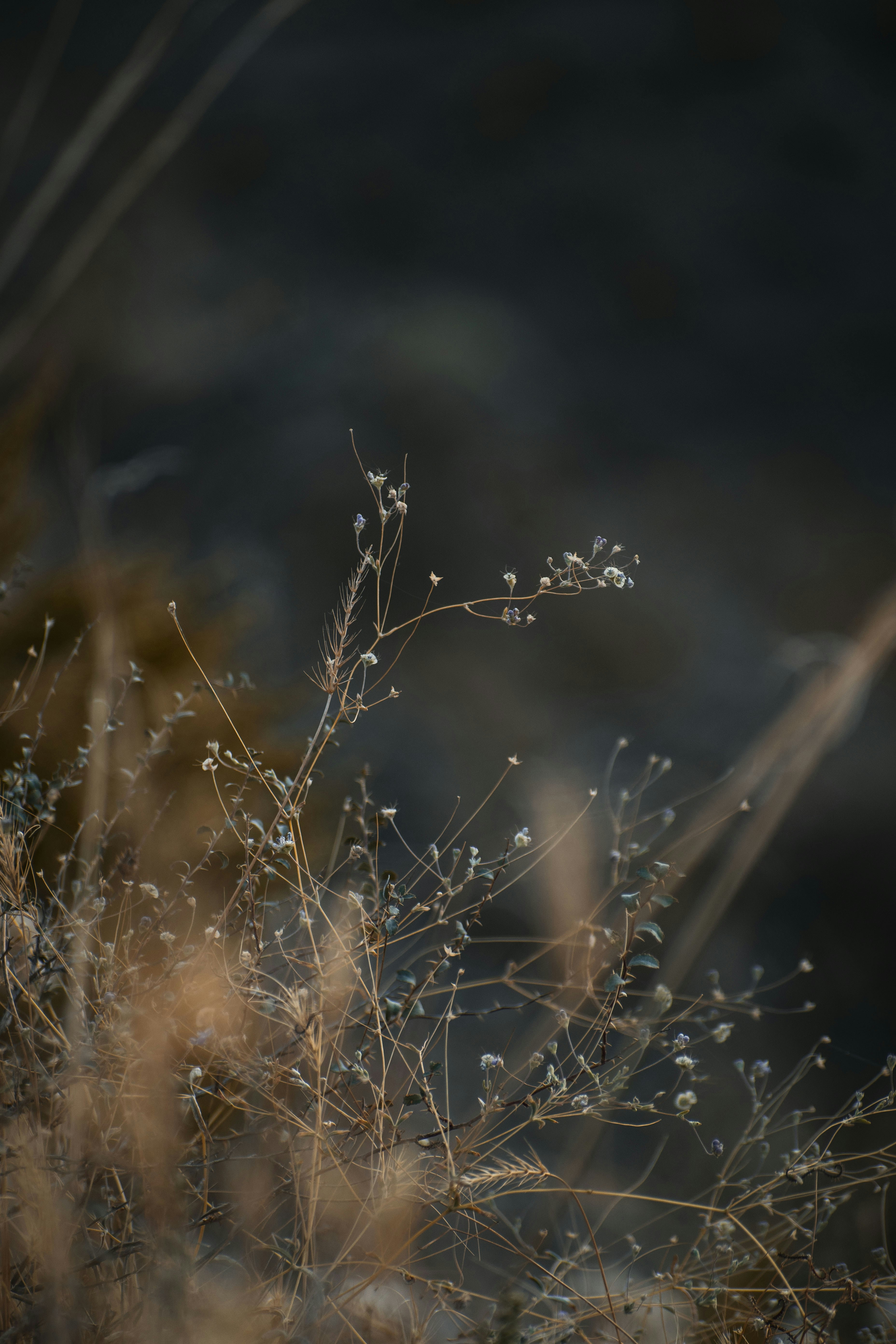 Photo by s_ahmadreza_p