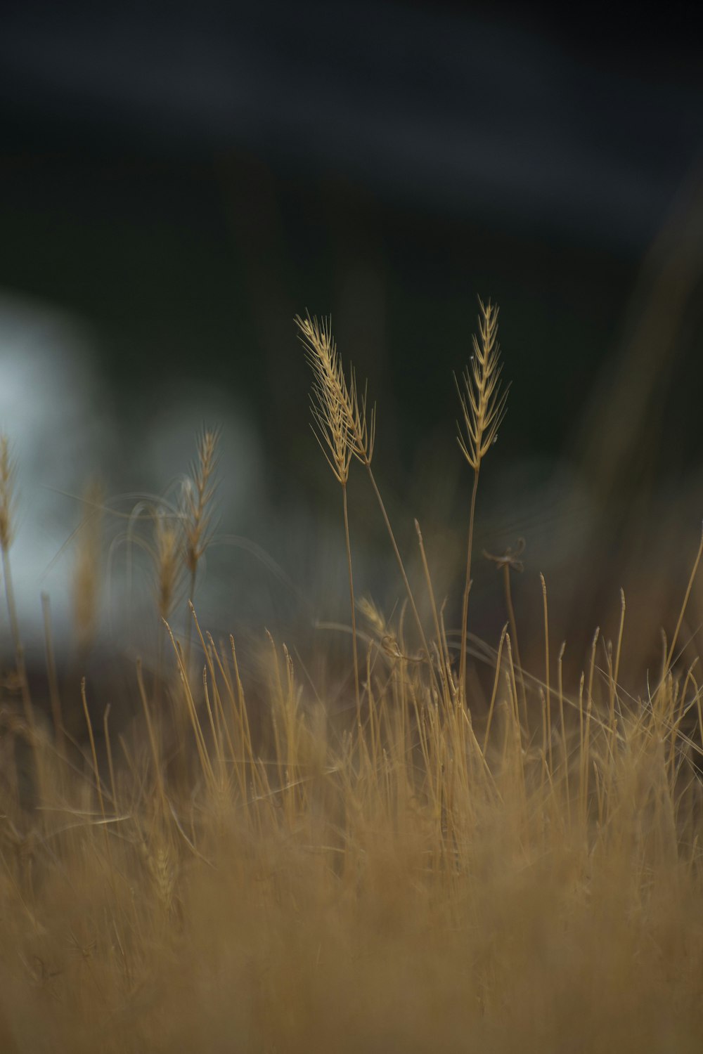 a blurry photo of a field of tall grass