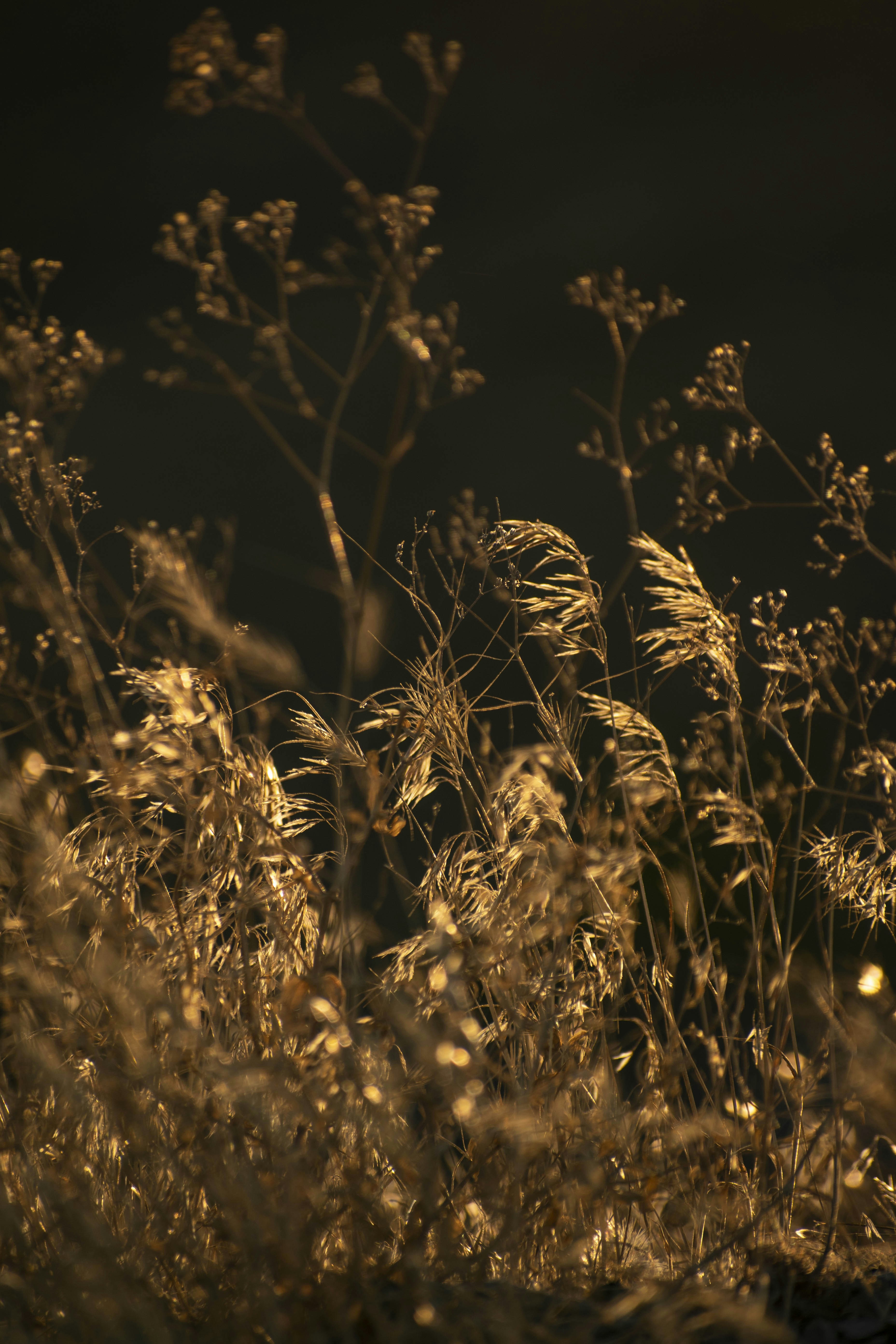 Photo by s_ahmadreza_p