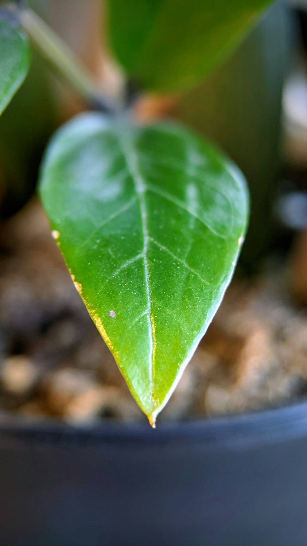 a close up of a green leaf on a plant