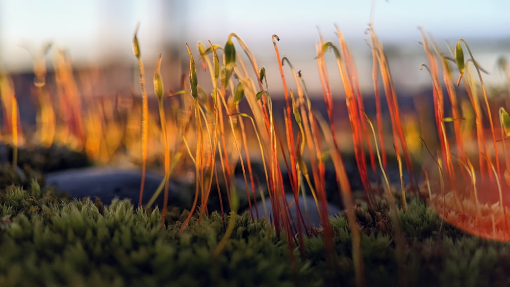 a close up of some plants in a field