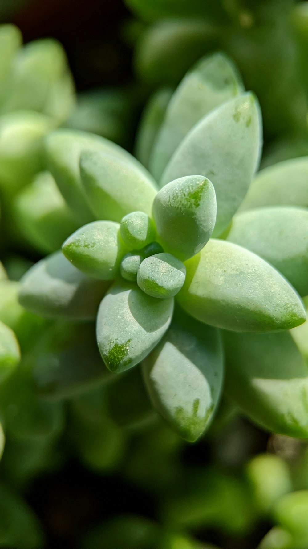 a close up of a plant with green leaves