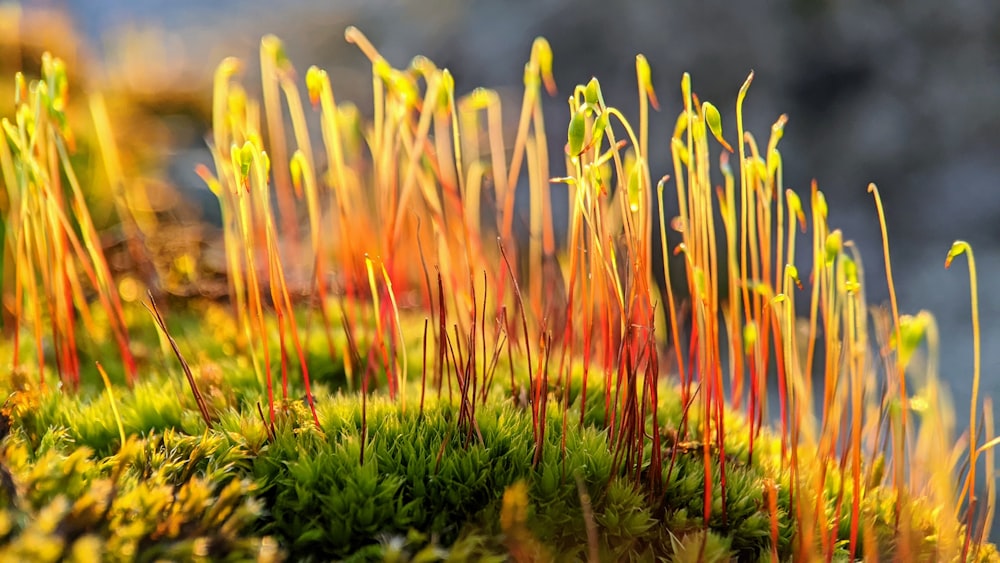 a close up of a moss growing on a rock