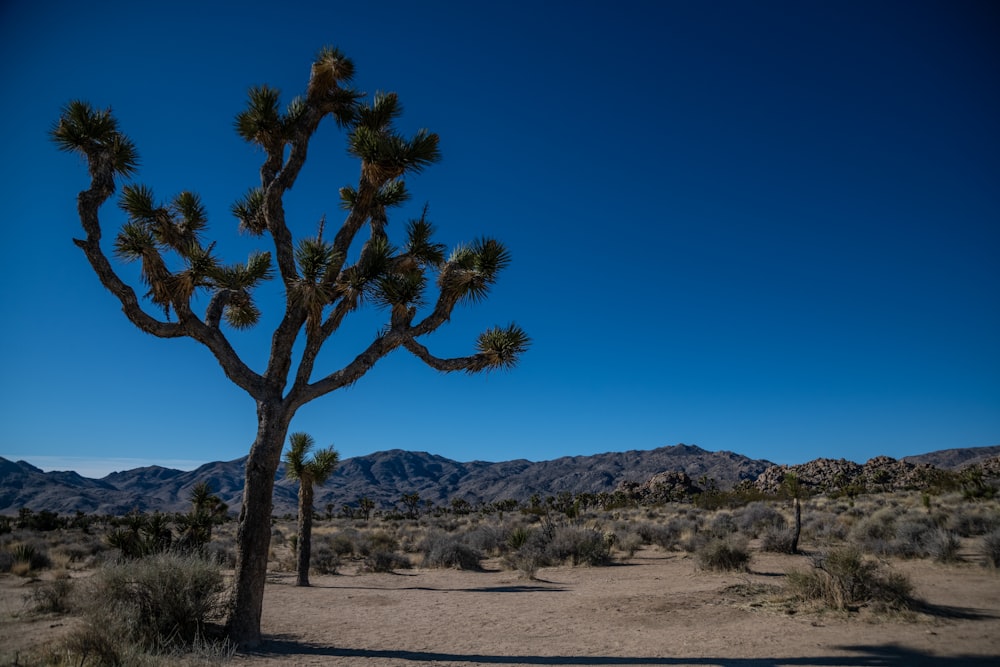 a large cactus tree in the middle of a desert