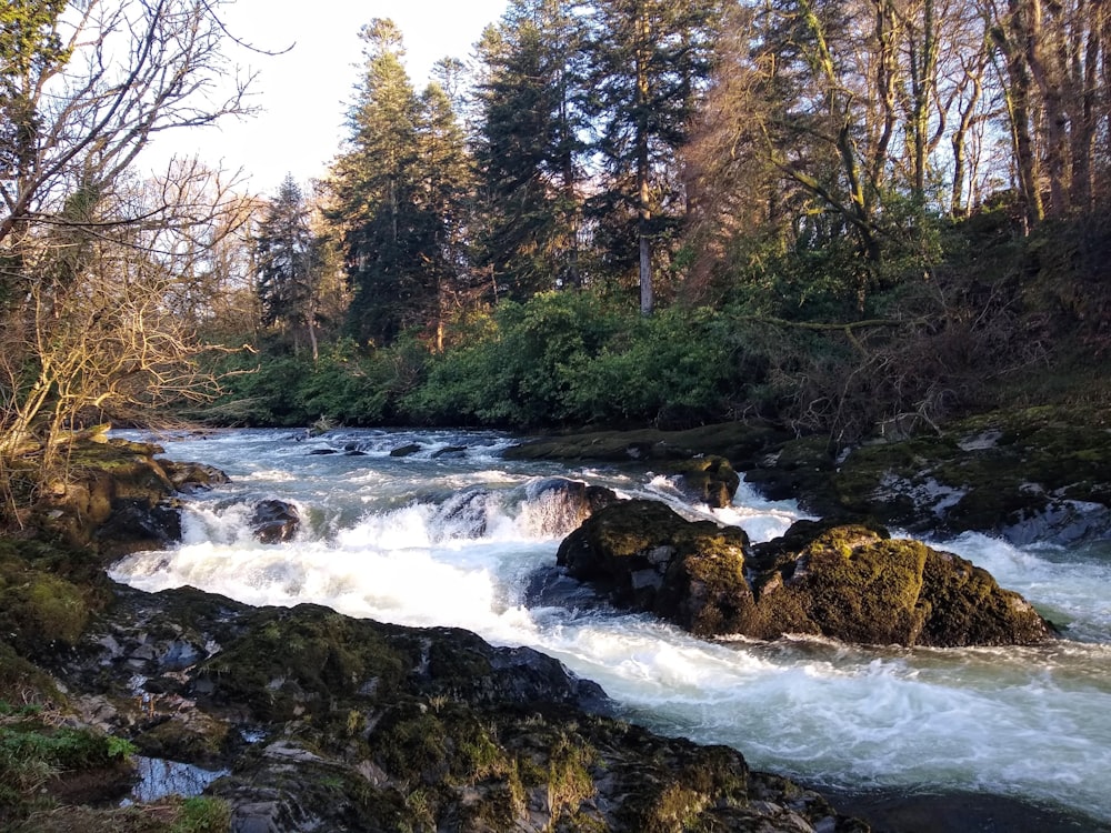 a river running through a lush green forest