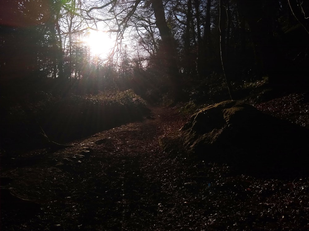 the sun is shining through the trees in the woods