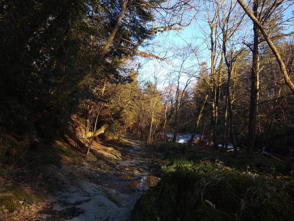 a dirt road surrounded by trees and snow