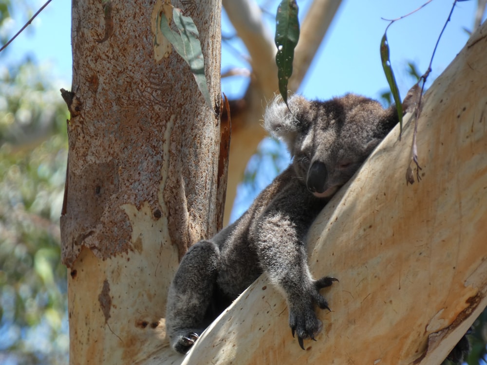 a koala bear sitting on a tree branch