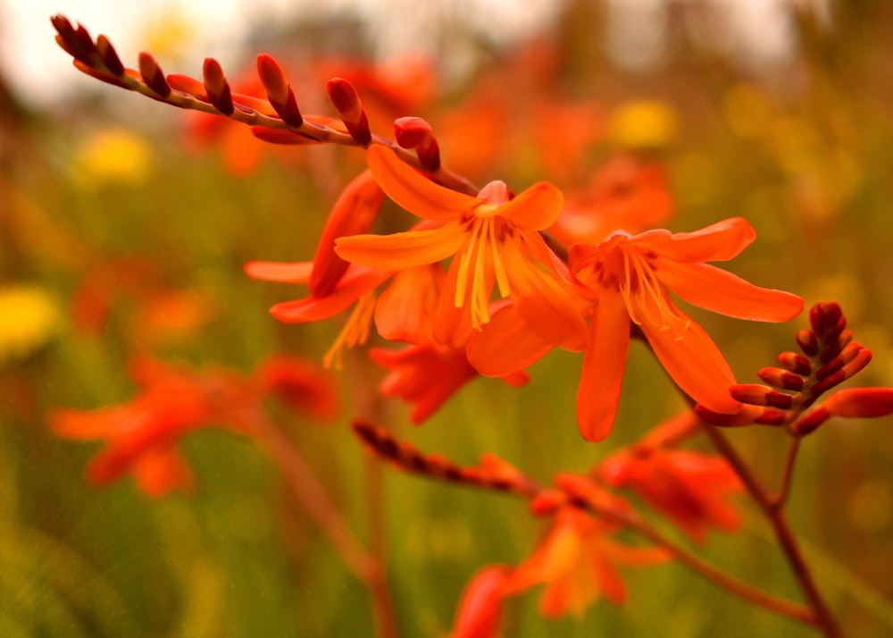 a bunch of orange flowers in a field