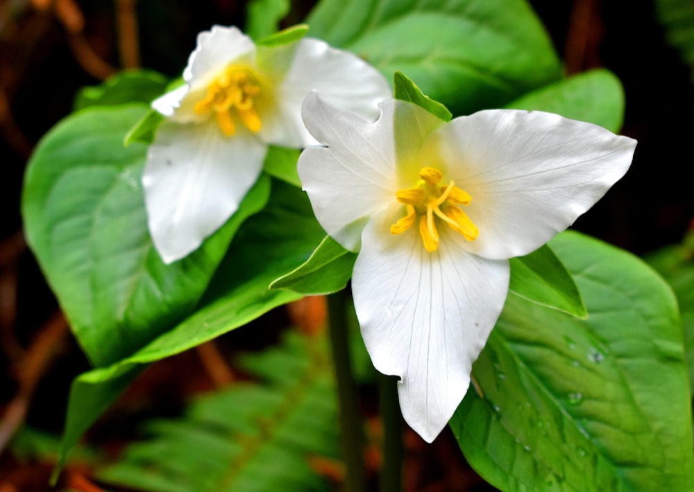 two white flowers with green leaves in the background