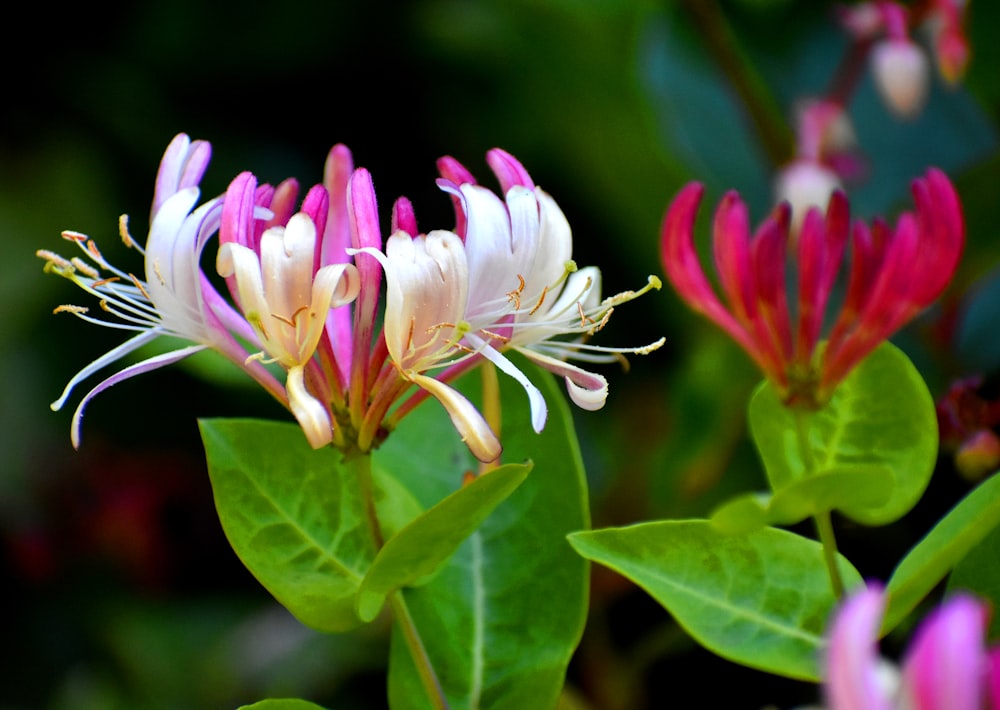 a close up of a pink and white flower