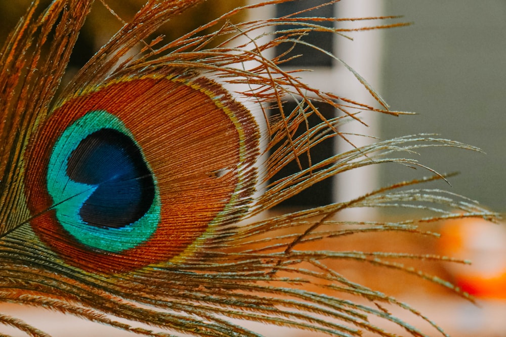 a close up of a peacock's feathers with a building in the background
