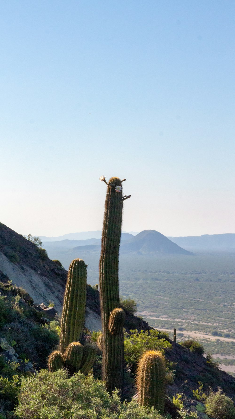 a cactus on a hill with mountains in the background