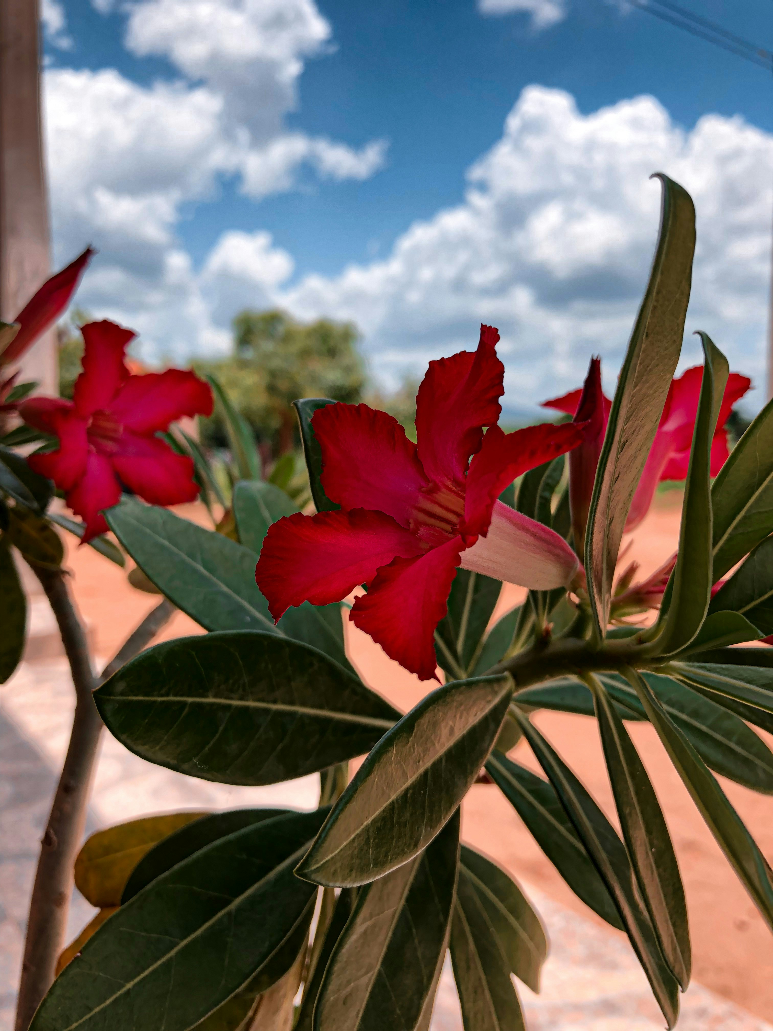 a close up of a red flower on a tree