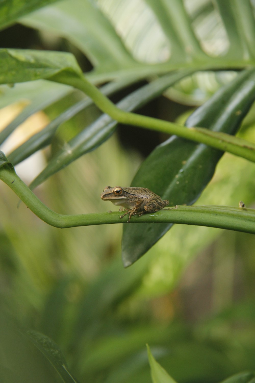 a frog is sitting on a branch of a plant