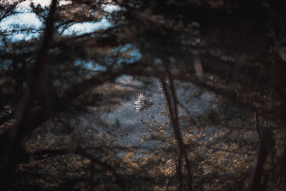 a bird flying through a forest filled with trees