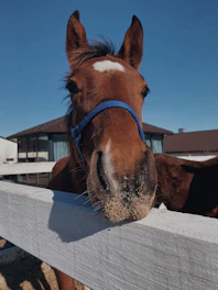 Close-up of colorful horse halters hanging on a wooden fence.