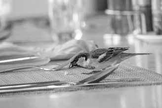 a black and white photo of a bird on a table