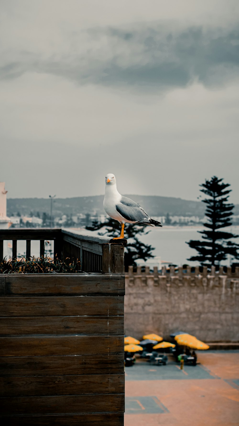 a seagull sitting on top of a wooden fence