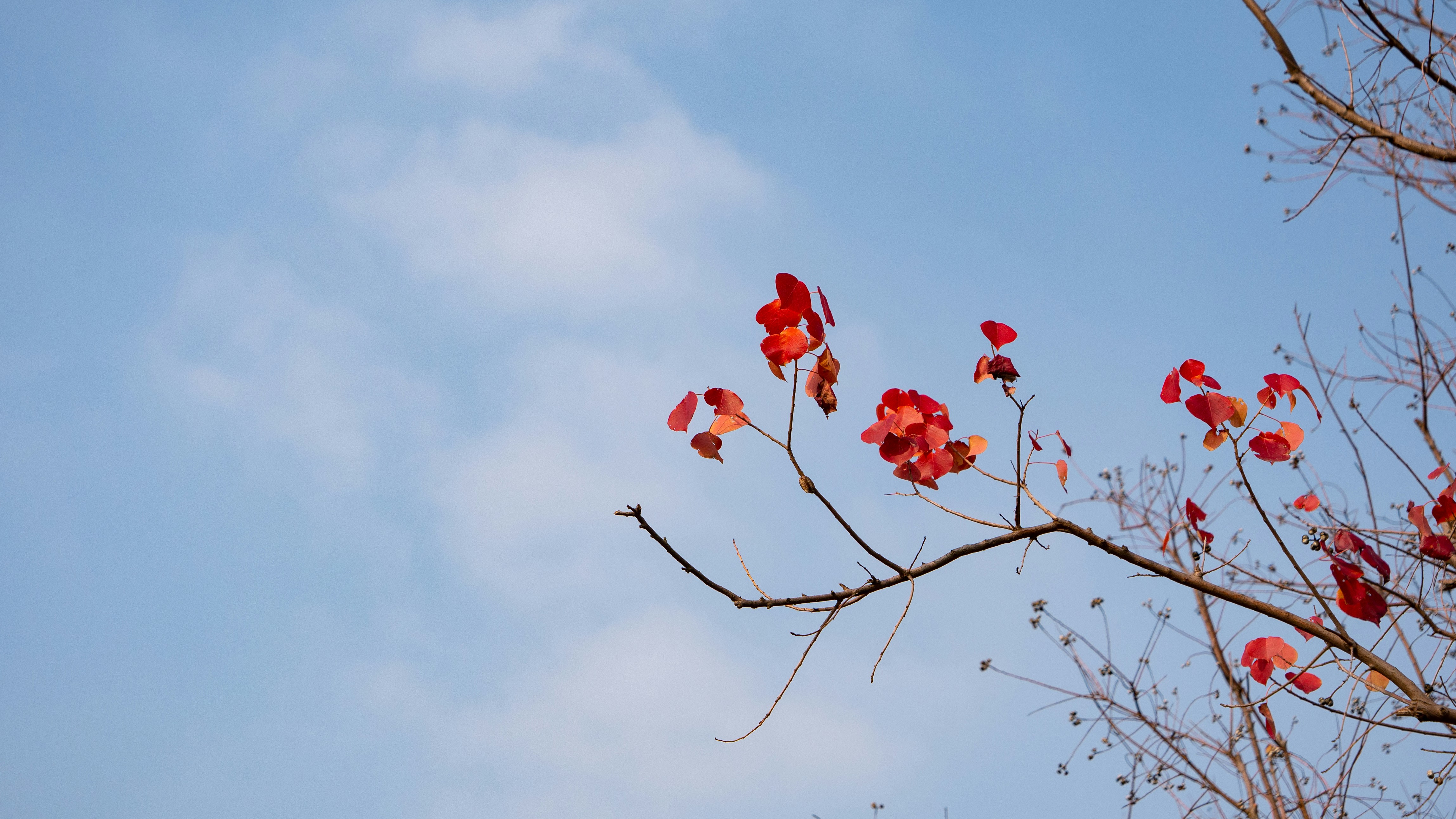 un ramo con fiori rossi contro un cielo blu