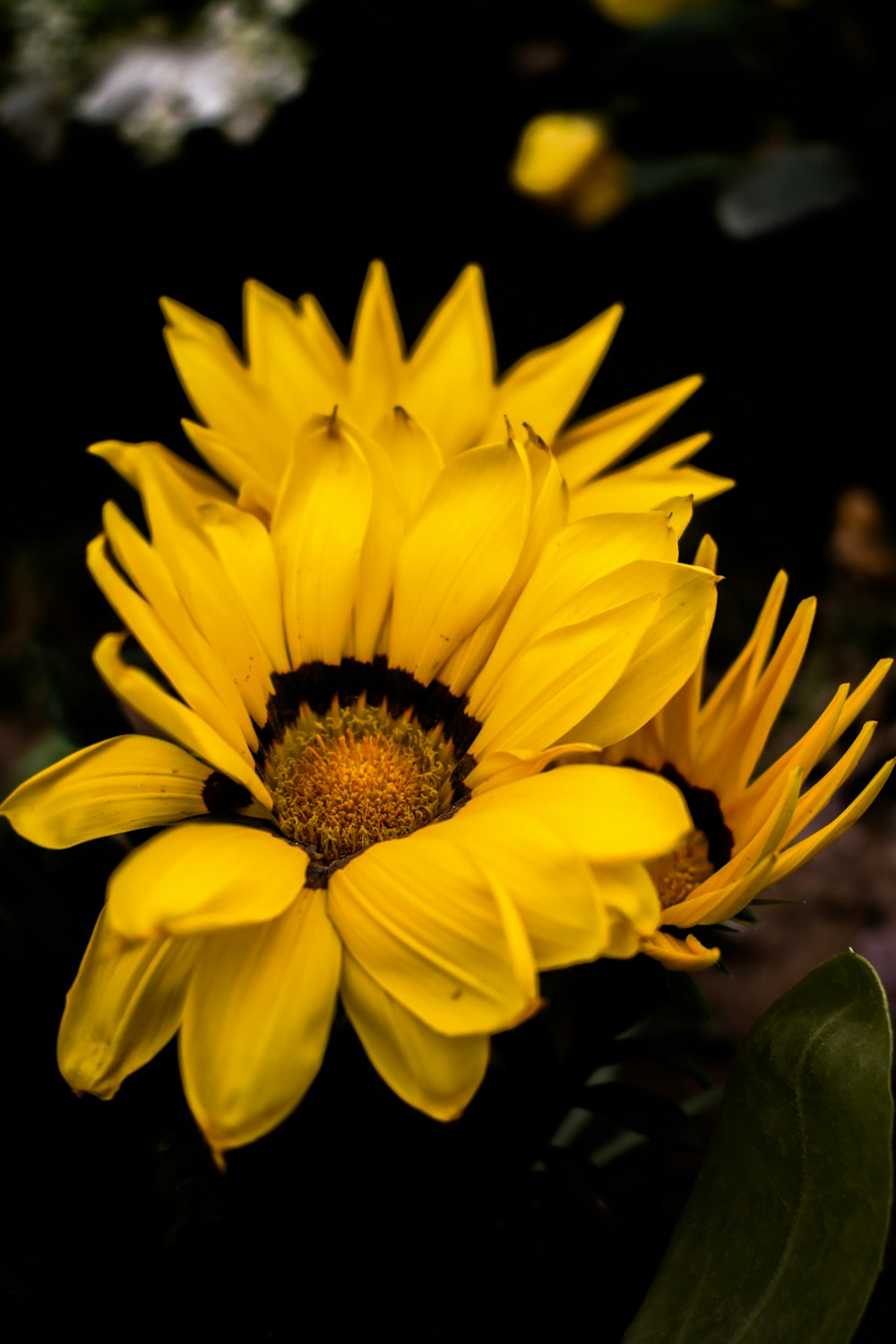 a close up of a yellow flower on a black background