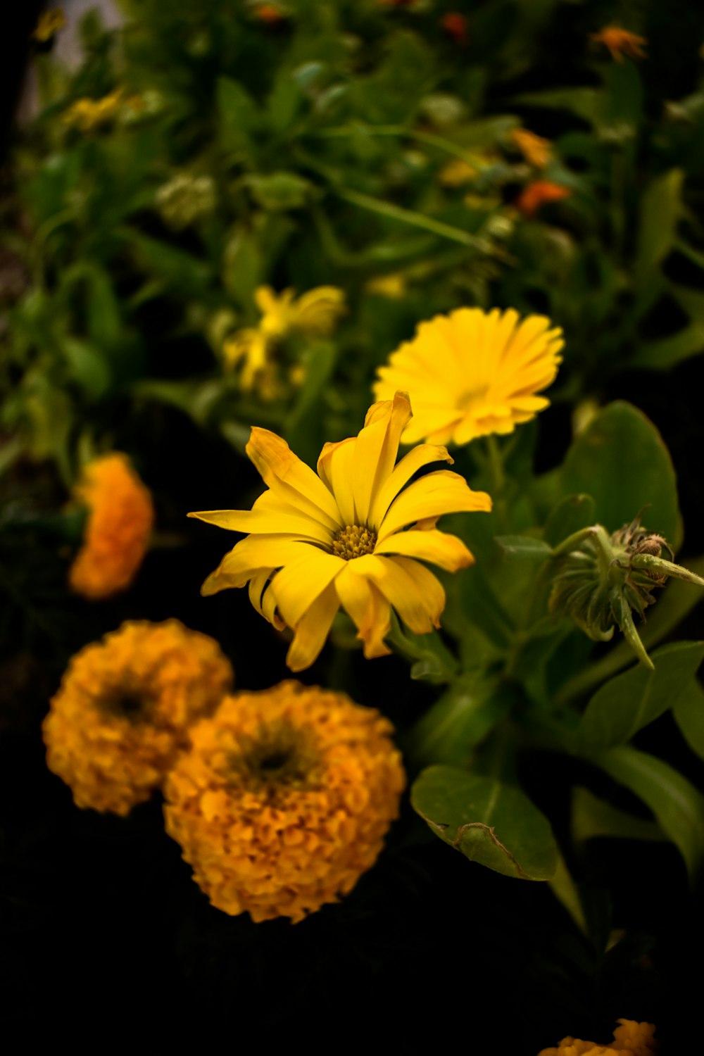 a group of yellow flowers in a garden