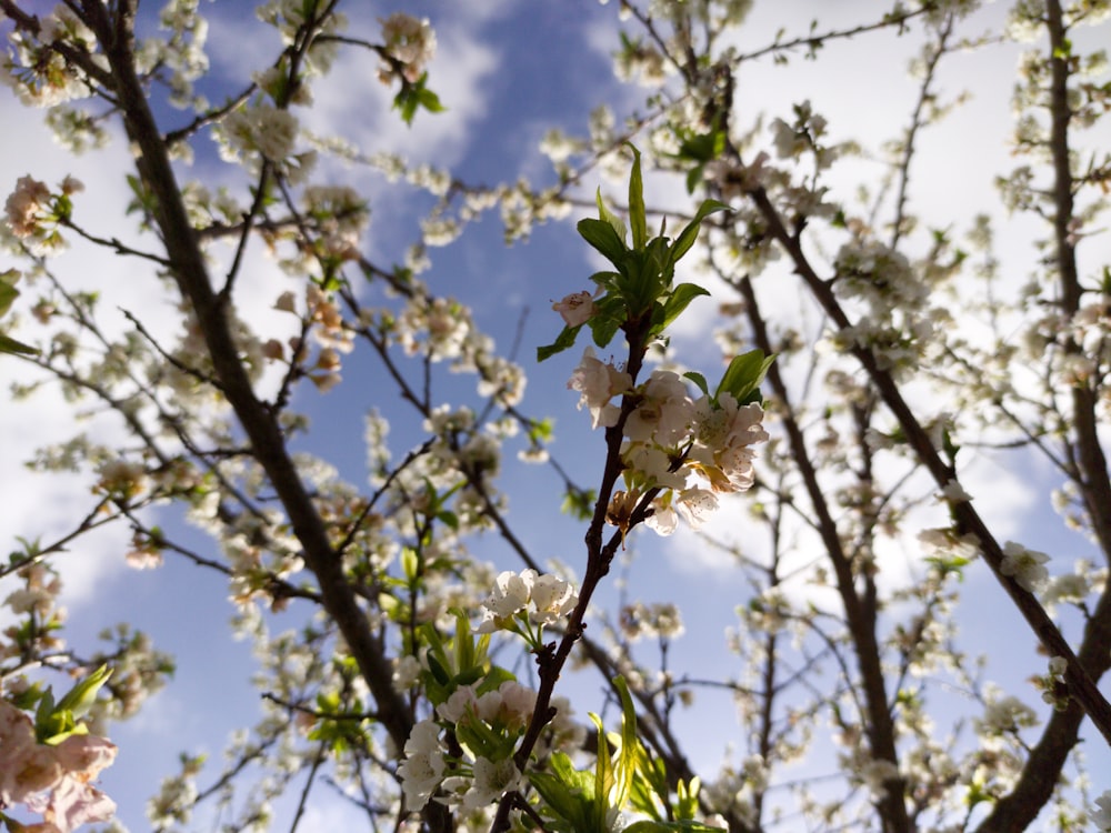 a tree with white flowers and green leaves