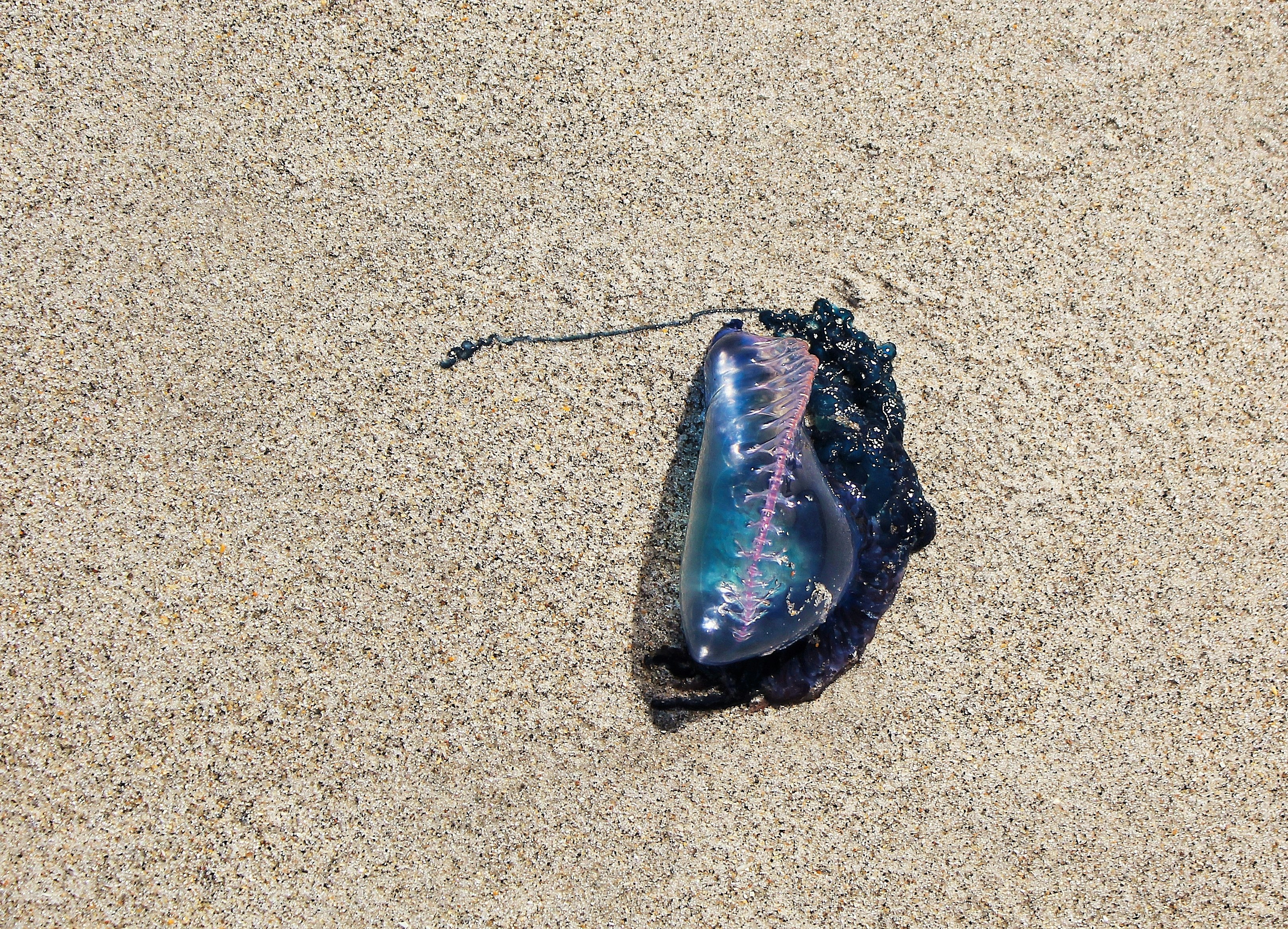 a piece of glass sitting on top of a sandy beach