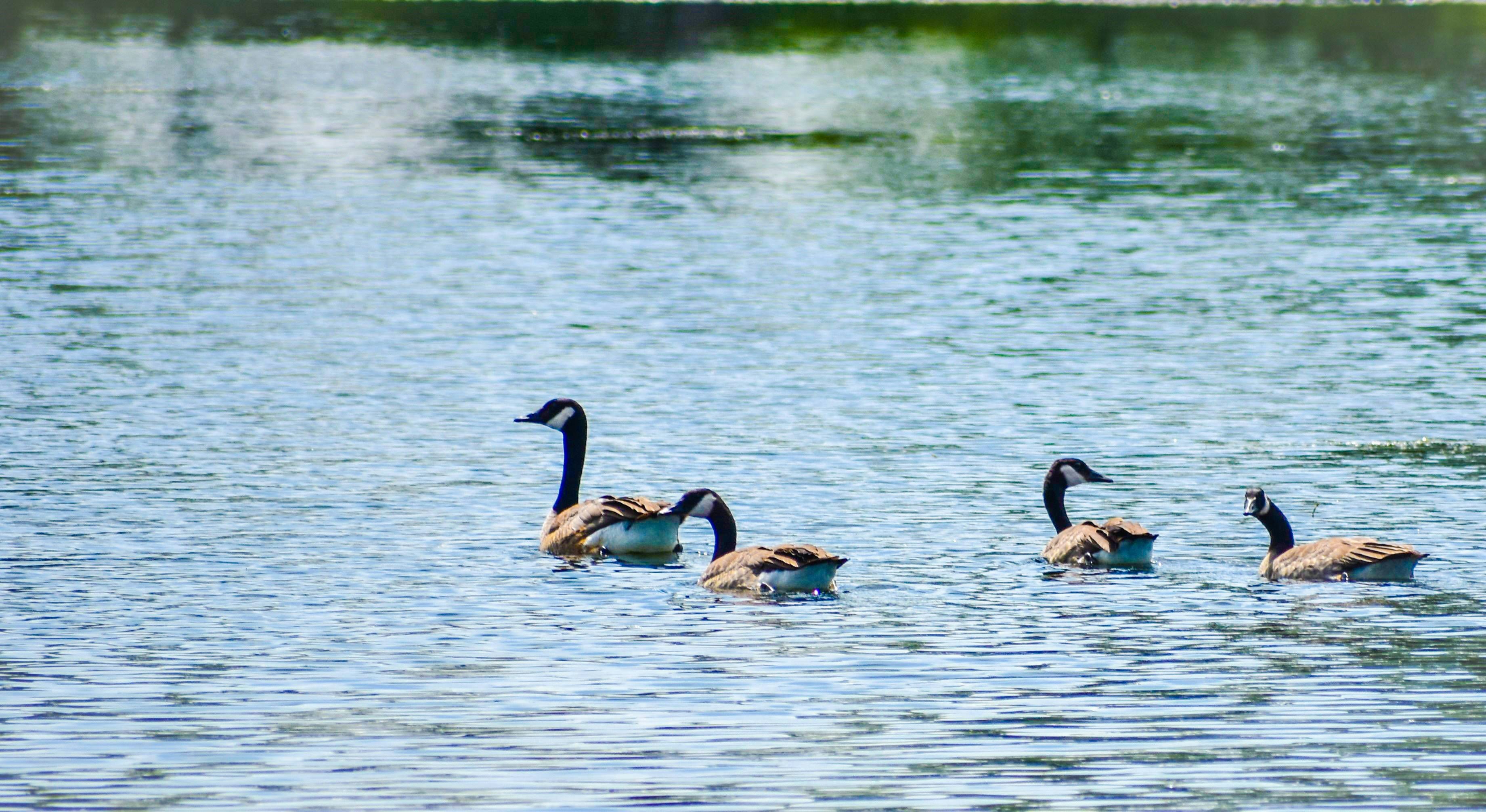 Un groupe d’oies nageant dans un lac