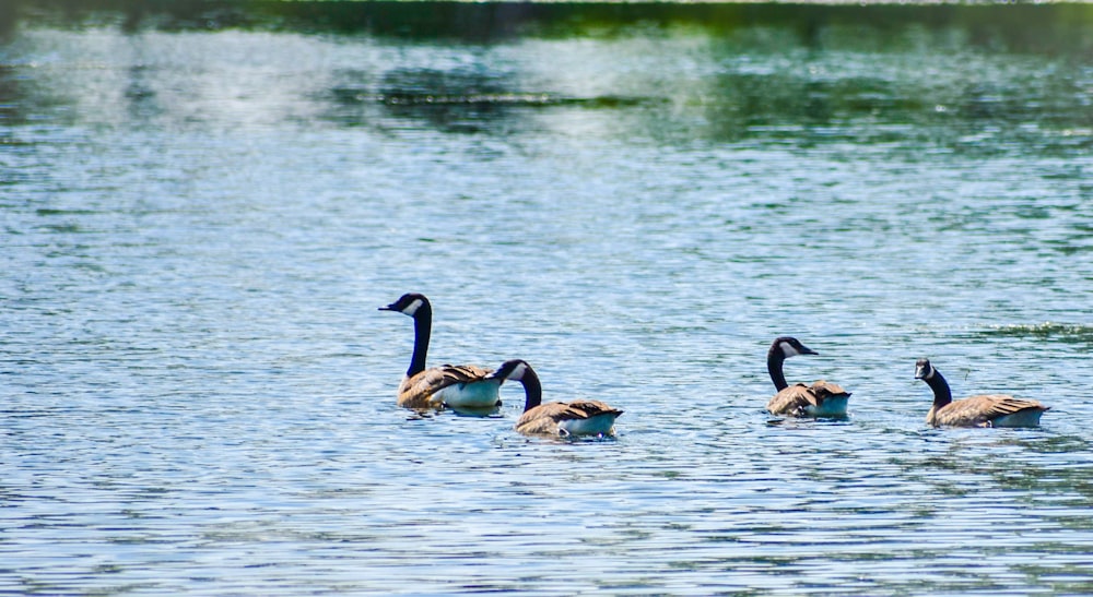 a group of geese swimming in a lake