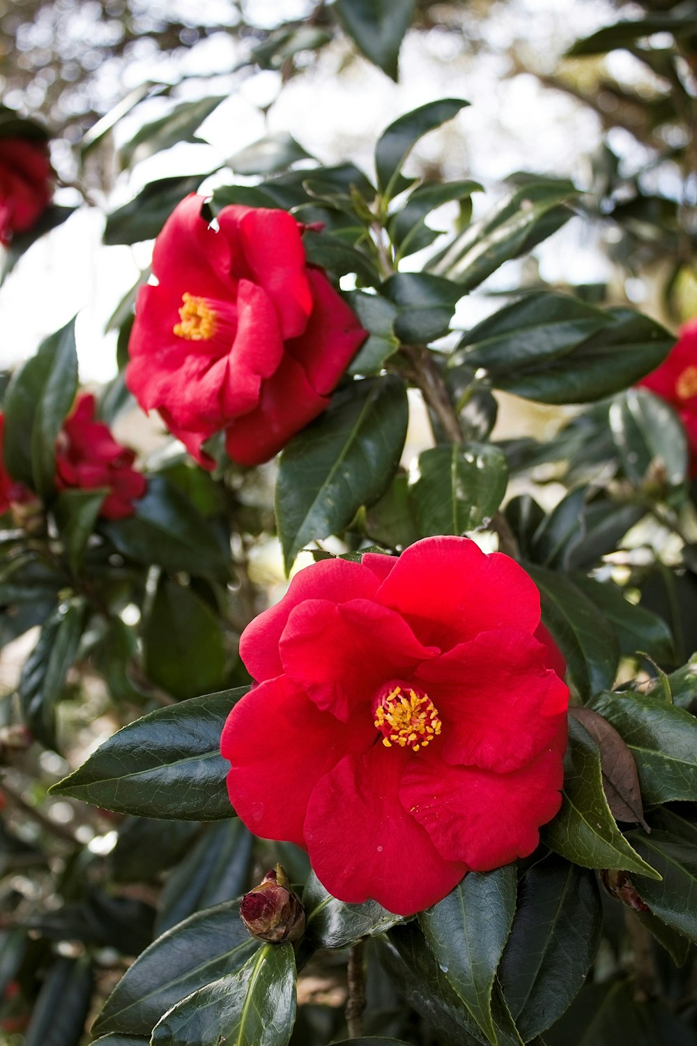 a large red flower on a bush with green leaves