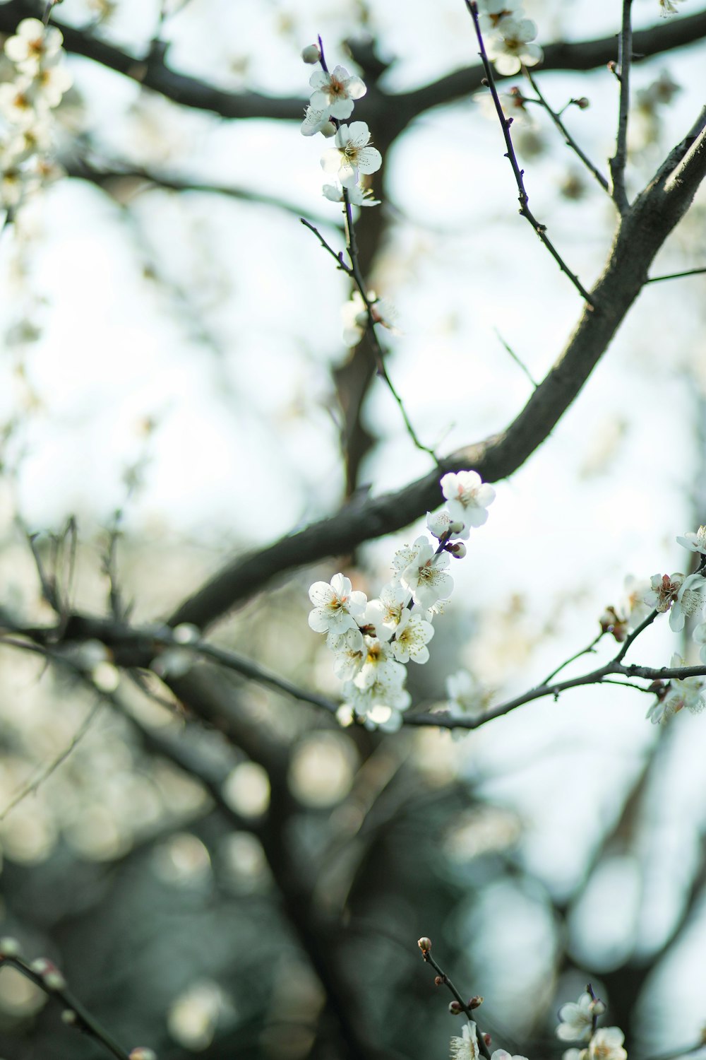 a tree with white flowers in a park