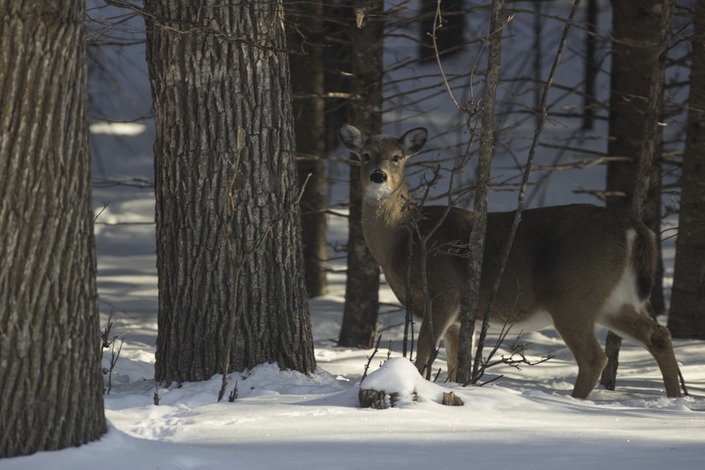 a deer standing in the middle of a forest