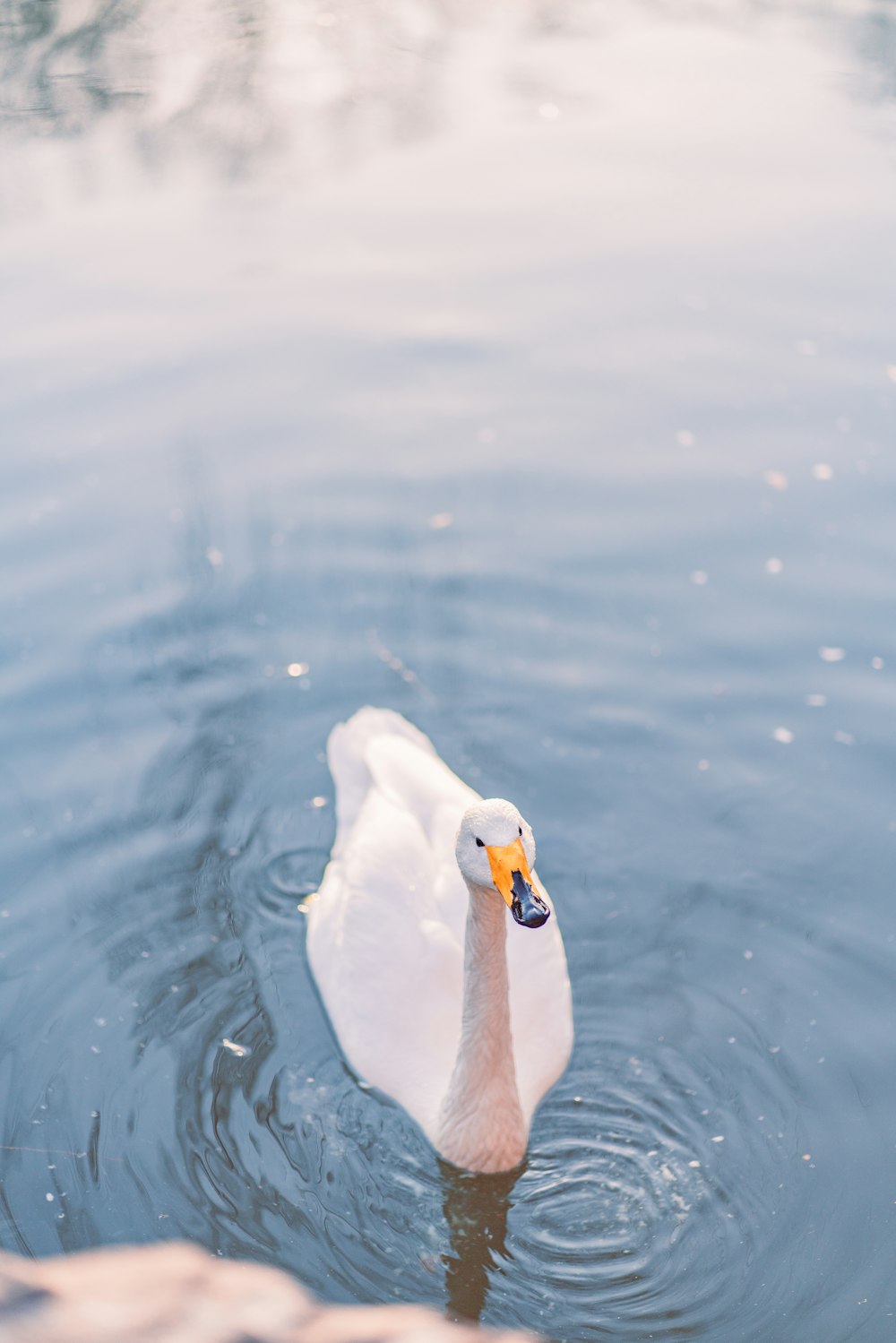 a white duck floating on top of a body of water
