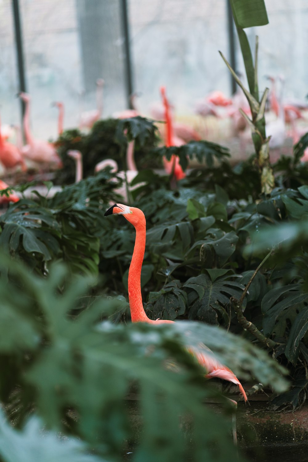 a group of pink flamingos in a greenhouse