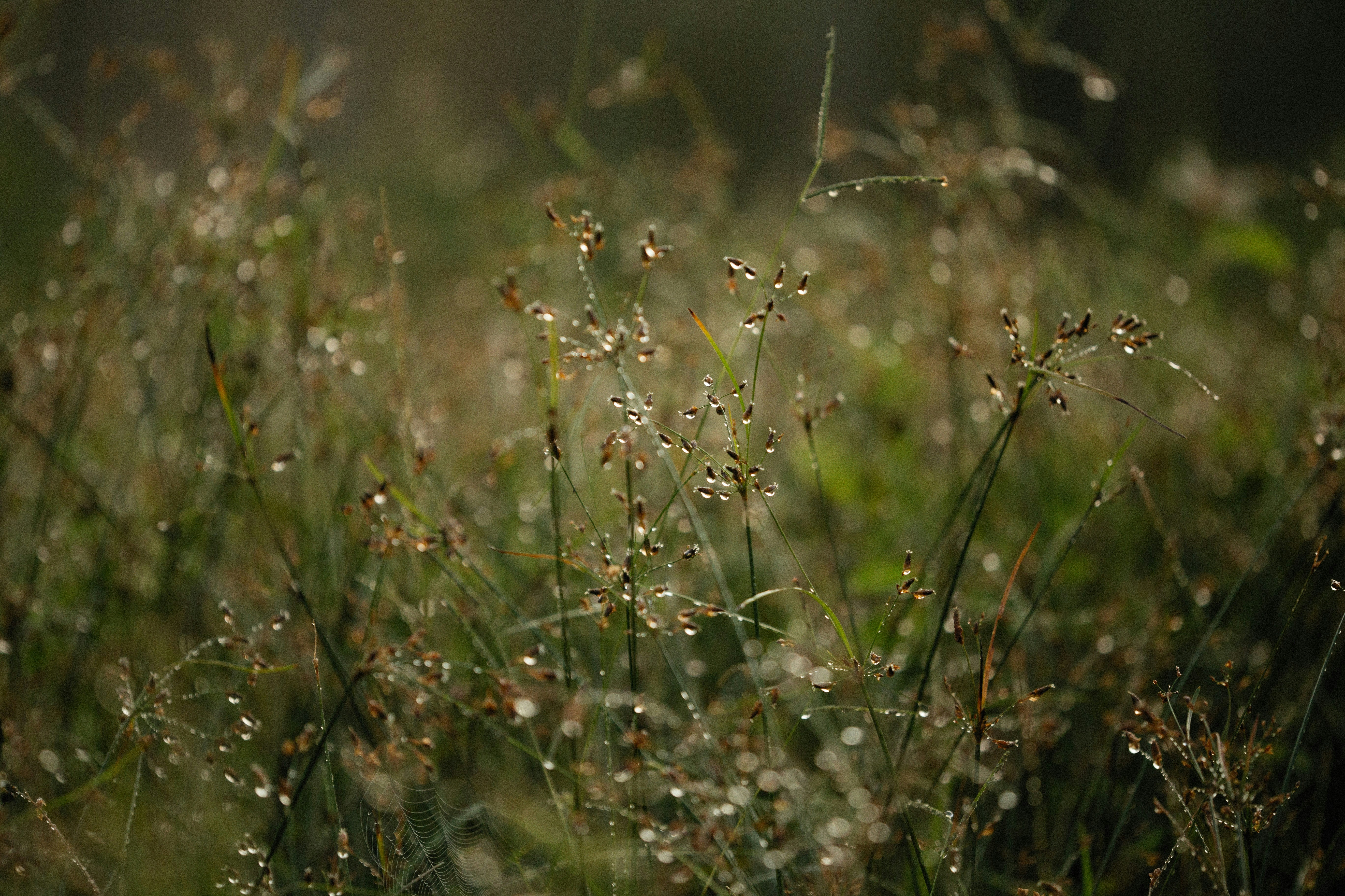 Photo by alexeydemidov