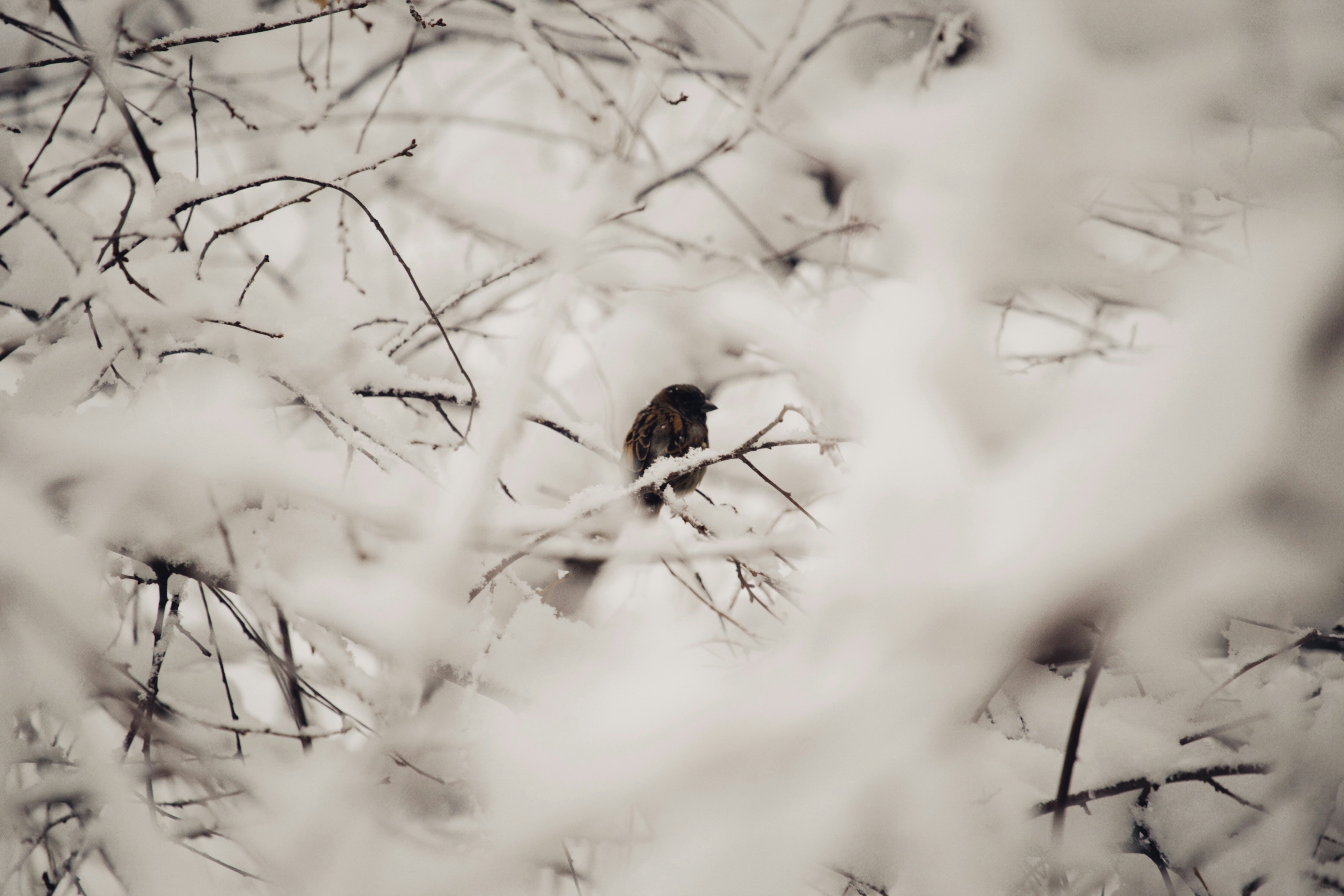 Photo by alexeydemidov