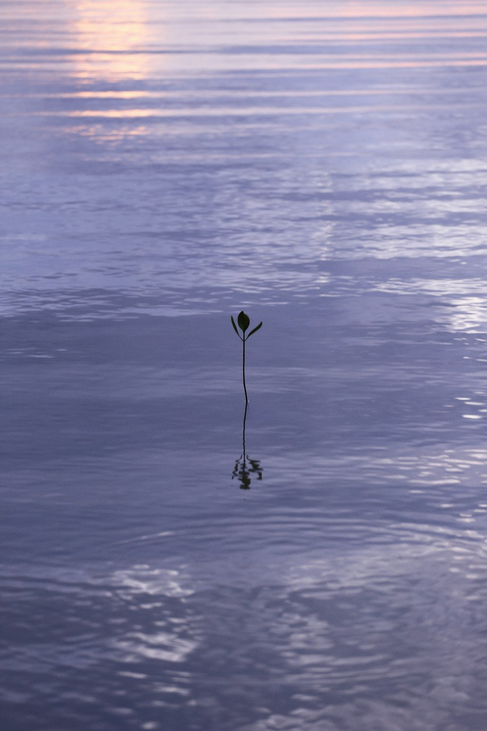 a lone plant in the middle of a body of water
